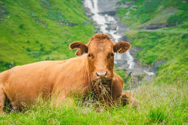 Funny brown cow on green grass in a field on nature in scandinavia. Cattle amid heavy fog and mountains with a waterfall near an old stone hut in Norway. Agriculture in Europe
