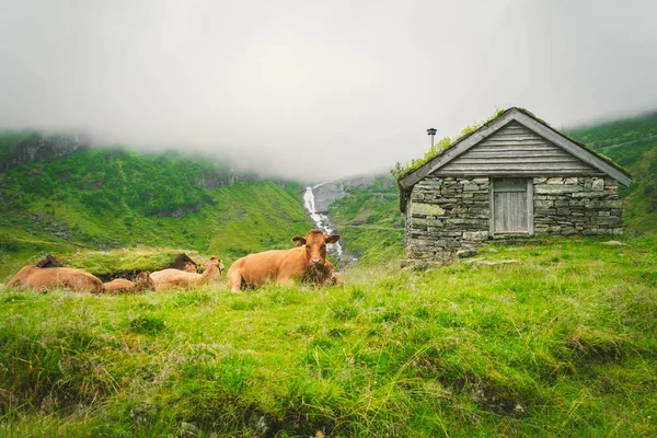 Divertida vaca marrón sobre hierba verde en un campo sobre la naturaleza en scandinavia. Ganado en medio de una fuerte niebla y montañas con una cascada cerca de una antigua cabaña de piedra en Noruega. La agricultura en Europa — Foto de Stock