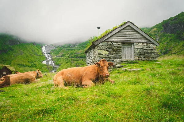 Divertida vaca marrón sobre hierba verde en un campo sobre la naturaleza en scandinavia. Ganado en medio de una fuerte niebla y montañas con una cascada cerca de una antigua cabaña de piedra en Noruega. La agricultura en Europa — Foto de Stock