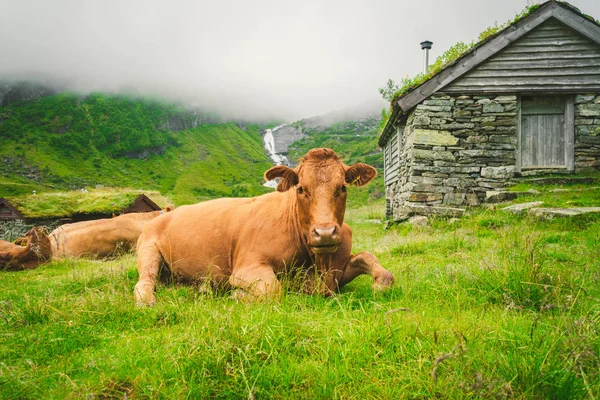 Vaca marrom engraçada na grama verde em um campo na natureza na Escandinávia. Gado em meio a nevoeiro pesado e montanhas com uma cachoeira perto de uma antiga cabana de pedra na Noruega. Agricultura na Europa — Fotografia de Stock Grátis