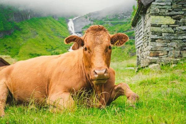 Funny brown cow on green grass in a field on nature in scandinavia. Cattle amid heavy fog and mountains with a waterfall near an old stone hut in Norway. Agriculture in Europe — Free Stock Photo