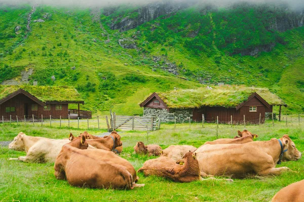 Lustige braune Kuh auf grünem Gras auf einem Feld in Skandinavien. Vieh inmitten von dichtem Nebel und Bergen mit einem Wasserfall in der Nähe einer alten Steinhütte in Norwegen. Landwirtschaft in Europa — kostenloses Stockfoto