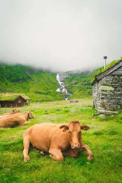 Sapi coklat lucu di rumput hijau di lapangan di alam di Skandinavia. Sapi di tengah kabut tebal dan pegunungan dengan air terjun di dekat gubuk batu tua di Norwegia. Pertanian di Eropa — Foto Stok Gratis