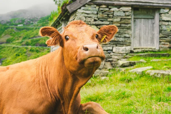 Смешная коричневая корова на зеленой траве в поле на природе в Скандинавии. Крупный рогатый скот среди густого тумана и гор с водопадом возле старой каменной хижины в Норвегии. Сельское хозяйство Европы — стоковое фото