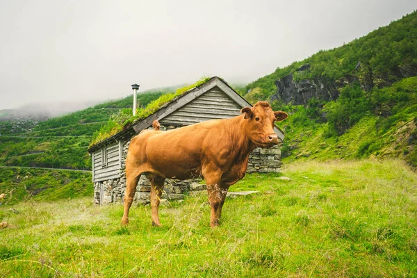 스칸디나비아의 자연에 필드에 녹색 잔디에 재미 갈색 소. 노르웨이의 오래된 돌 오두막 근처 폭포와 무거운 안개와 산 가운데 가축. 유럽의 농업 — 스톡 사진