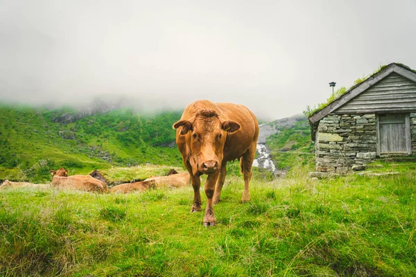 Rolig brun ko på grönt gräs i ett fält på naturen i Skandinavien. Boskap mitt i tung dimma och berg med ett vattenfall nära en gammal stenkoja i Norge. Jordbruket i Europa — Gratis stockfoto