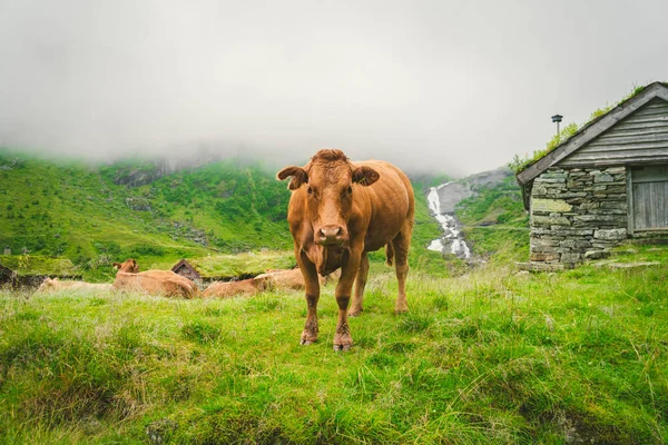 스칸디나비아의 자연에 필드에 녹색 잔디에 재미 갈색 소. 노르웨이의 오래된 돌 오두막 근처 폭포와 무거운 안개와 산 가운데 가축. 유럽의 농업 — 스톡 사진