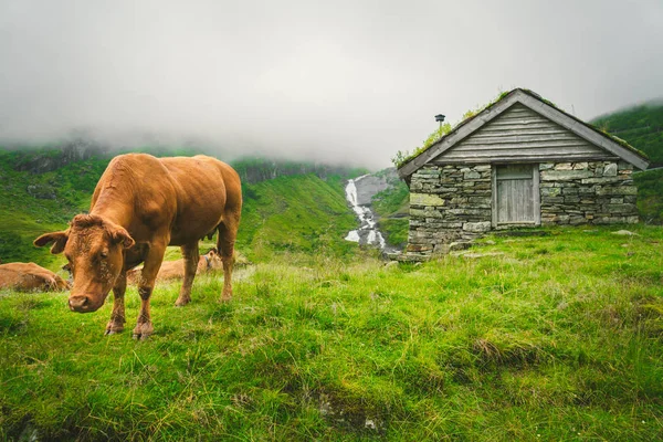 Amuzant vacă maro pe iarbă verde într-un câmp pe natură în scandinavia. Bovine în mijlocul ceaței grele și a munților cu o cascadă lângă o colibă veche de piatră din Norvegia. Agricultura în Europa — Fotografie de stoc gratuită