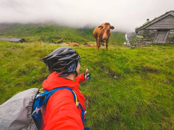 白种女游客穿着头盔和雨衣，在多雨多云的天气里，与挪威的群山和一头有趣的棕色牛合影留念。爱动物和蔬菜的主题 — 图库照片