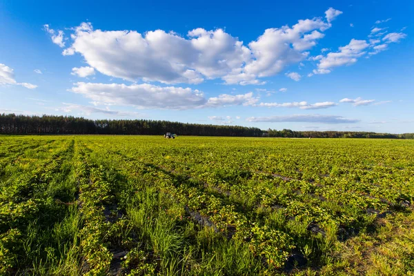 Arbusto de arándanos, arbustos con futuras bayas contra el cielo azul. Granja con bayas — Foto de Stock