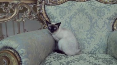 Güzel nadir doğurmak-in kedi Mekongsky Bobtail kadın evde beslenen hayvan kedi kuyruk olmadan retro vintage şık Kraliyet koltuk üzerinde Avrupa mimarisinin iç 18. yy Versailles Sarayı oturur. Barok Mobilya