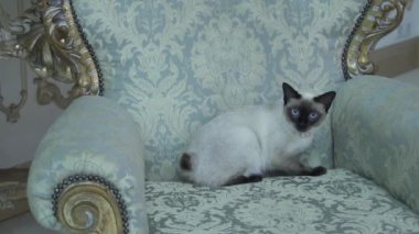 Güzel nadir doğurmak-in kedi Mekongsky Bobtail kadın evde beslenen hayvan kedi kuyruk olmadan retro vintage şık Kraliyet koltuk üzerinde Avrupa mimarisinin iç 18. yy Versailles Sarayı oturur. Barok Mobilya