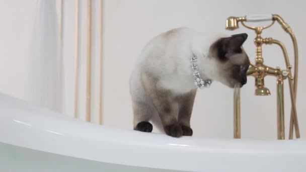 Тема роскошь и богатство. Кот без хвоста породы Меконг Бобтейл в ретро ванной комнате в интерьере Barocoo Versailles Palace. Драгоценности на шее — стоковое видео