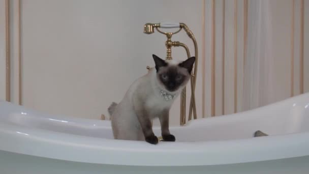 El tema es el lujo y la riqueza. Un gato sin cola del Mekong Bobtail se reproduce en un baño retro en el interior del Palacio de Barocoo Versalles. Joyas en el cuello — Vídeos de Stock