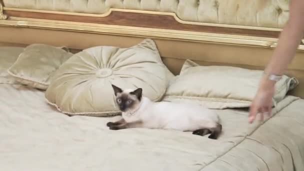 主题是奢侈和财富。在法国欧洲凡尔赛宫文艺复兴时期的巴洛克式内饰中, 没有尾巴的年轻猫, 没有尾巴的纯种梅果根-短尾躺在枕头上的一张大床上 — 图库视频影像