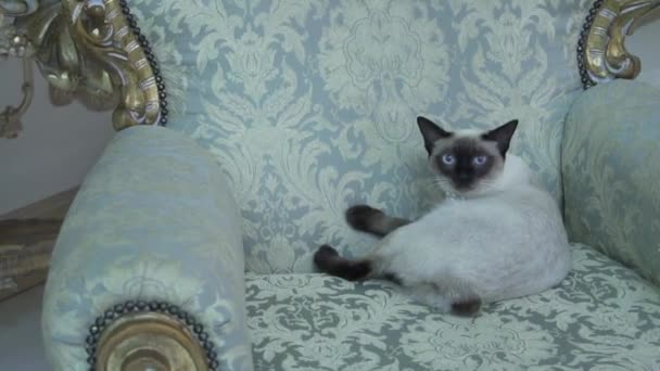 schöne seltene Katzenrasse mekongsky bobtail weibliche Haustierkatze ohne Schwanz sitzt im Inneren der europäischen Architektur auf einem retro vintage schicken königlichen Sessel aus dem 18. Jahrhundert im Schloss Versailles. Barockmöbel