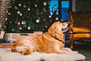 Noel'de Golden Retriever köpeği. Noel ağacı arka planda sevimli köpek. Noel Köpek Retriever Yeni Yıl Ağacı, Güzel Xmas Hayvan Altında Yatan. heme Noel ve Yeni Yıl ve evcil hayvan