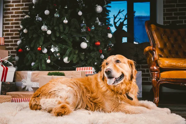 Câine Golden Retriever de Crăciun. Drăguț câine pe fundal brad de Crăciun. Christmas Dog Retriever Lying Under New Year Tree, Beautiful Xmas Animal. heme Crăciun și Anul Nou și animale de companie domestice — Fotografie, imagine de stoc