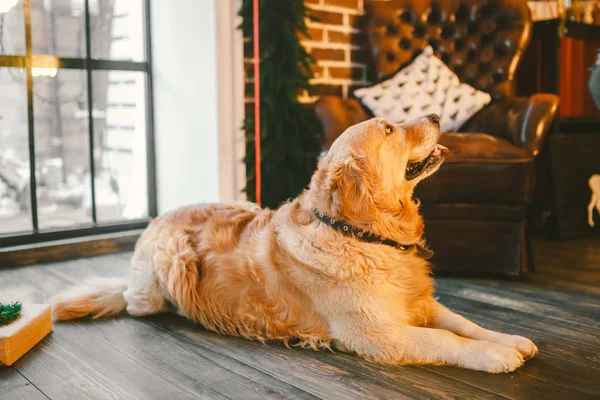 Noel teması ve evcil hayvanlar. Yetişkin bir Golden Oetriver köpek yılbaşı tatillerinde pencerenin yakınında yalıyor. Labrador evde Noel zamanı dinlenme safkan — Stok fotoğraf