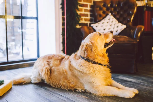 Noel teması ve evcil hayvanlar. Yetişkin bir Golden Oetriver köpek yılbaşı tatillerinde pencerenin yakınında yalıyor. Labrador evde Noel zamanı dinlenme safkan — Stok fotoğraf