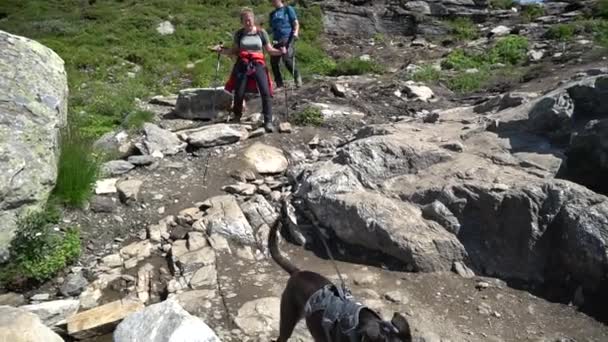 26 de julio de 2019. Noruega. excursionistas con perros en la Trolltunga. Senderismo de perros en Noruega. senderismo, trekking, estilo de vida con mascota concepto de Noruega. Senderistas con perros en la montaña. Hombre con perro en el viaje en el — Vídeos de Stock