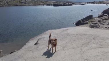 Norveç. Köpekli yürüyüşçüler Trolltunga 'da. Norveç 'te köpek yürüyüşü. Yürüyüş, yürüyüş, evcil hayvan Norveç konseptiyle yaşam tarzı. Dağda köpekli yürüyüşçüler. Köpekli bir adam dağlarda geziyor.