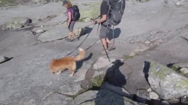 26 Temmuz 2019. Norveç. Köpekli yürüyüşçüler Trolltunga 'da. Norveç 'te köpek yürüyüşü. Yürüyüş, yürüyüş, evcil hayvan Norveç konseptiyle yaşam tarzı. Dağda köpekli yürüyüşçüler. Köpekli adam yolculukta