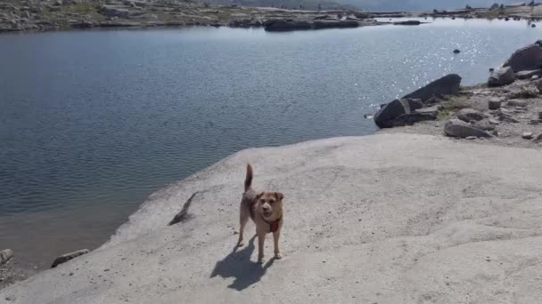 ノルウェーだトロルトゥンガの犬と一緒にハイカー。ノルウェーで犬のハイキング。ハイキングトレッキングペットノルウェーのコンセプトのライフスタイル山の中の犬とハイカー。山の中の旅に犬と男 — ストック動画