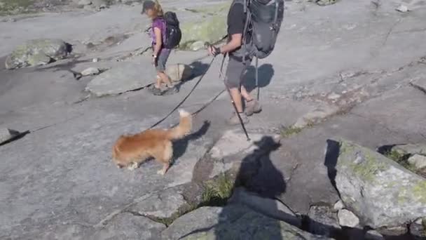 26 de julho de 2019. Noruega. caminhantes com cães na Trolltunga. Caminhadas de cães na Noruega. caminhadas, trekking, estilo de vida com pet Noruega conceito. Caminhantes com cães na montanha. Homem com cão na viagem no — Vídeo de Stock