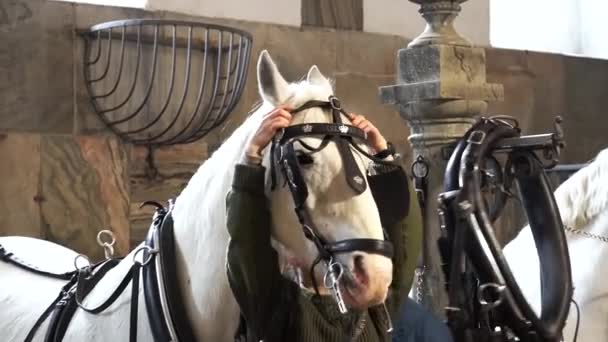 20 de febrero de 2019.Royal Stable en Dinamarca Copenhague en el territorio Christiansborg Slot. Joven jinete jinete preparándose para una brida, brida, ocasión, brida snaffle, brida en un caballo blanco — Vídeos de Stock