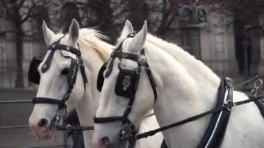 20 Şubat 2019. Danimarka. Kopenhag. Eğitim adaptasyon kalenin Christiansborg Yuvaları Kraliyet istikrarlı bir at atlamak. Adam binici üniforma ve kask ve yarış atı açık havada