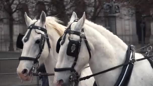 20. Februar 2019. denmark. Kopenhagen. Training Bypass Anpassung eines Pferdes im königlichen Stall des Schlosses christiansborg Slots. Mann in Uniform und mit Helm und Rennpferd im Freien — Stockvideo