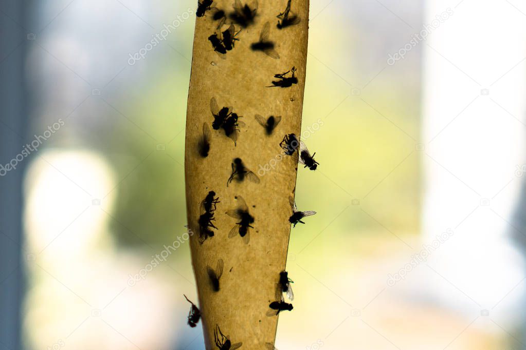 Dead Flies On Sticky Tape. Flypaper, sticky tape. Flies stuck. Trap for flies, insects. Flypaper, sticky tape. Flies stuckTrap for insects insects. lot flies stuck to the yellow sticky tape