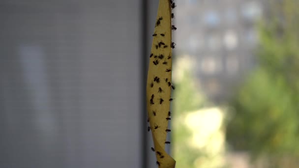 Tote Fliegen auf Klebeband. Fliegenpapier, Klebeband. Fliegenfalle für Fliegen, Insekten.Fliegenfalle für Insekten. Viele Fliegen kleben am gelben Klebeband — Stockvideo