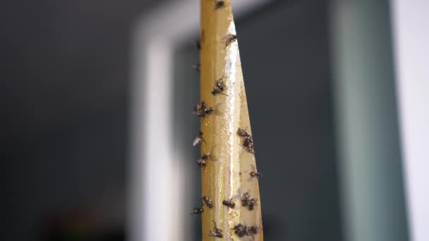 Dead Flies On Sticky Tape. Flypaper, sticky tape. Trap for flies, insects.Flies stuckTrap for insects insects. lot flies stuck to the yellow sticky tape — Stock Video