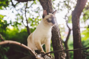 Kedi tırmanma ağacı. Kedi ağaçta avlanır. Sevimli kedi portresi Ağaç dalında kal. Kuyruğu olmayan safkan bir steyşın kedi. Mekong Kış Kuyruğu ağaçta oturuyor. Doğal koşullarda kedi kümes hayvanı dalıdır.