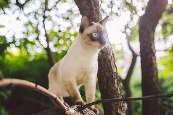 Kattklättringsträd. Kattjakter på träd. Bedårande kattporträtt stanna på trädgren. renrasiga stenografikatt utan svans. Mekong Bobtail sitter på trädet. Kattdjur hencat på gren i naturliga förhållanden — Stockfoto