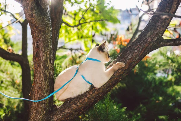 Kattenklimboom. kat jaagt op boom. schattige kat portret verblijf op boom tak. volbloed steno kat zonder staart. Mekong Bobtail zit op de boom. Kattendier hencat op tak in natuurlijke omstandigheden — Stockfoto