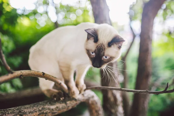 Pisica alpinism copac. pisica vânează în copac. Portretul adorabil al pisicii rămâne pe ramura copacului. pisică de rasă scurtă fără coadă. Mekong Bobtail stând pe copac. Pisica de animale hencat pe ramură în condiții naturale — Fotografie, imagine de stoc