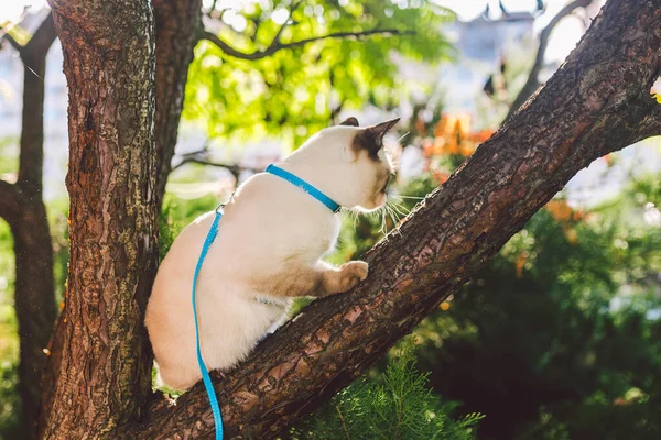 Katze klettert Baum. Katze jagt auf Baum. entzückendes Katzenporträt bleibt auf Ast. reinrassige Kurzhaarkatze ohne Schwanz. Mekong-Bobtail auf einem Baum sitzend. Katze Tier Henker auf Ast in natürlichen Bedingungen — Stockfoto