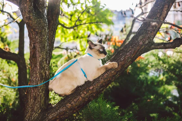 Katze klettert Baum. Katze jagt auf Baum. entzückendes Katzenporträt bleibt auf Ast. reinrassige Kurzhaarkatze ohne Schwanz. Mekong-Bobtail auf einem Baum sitzend. Katze Tier Henker auf Ast in natürlichen Bedingungen — Stockfoto