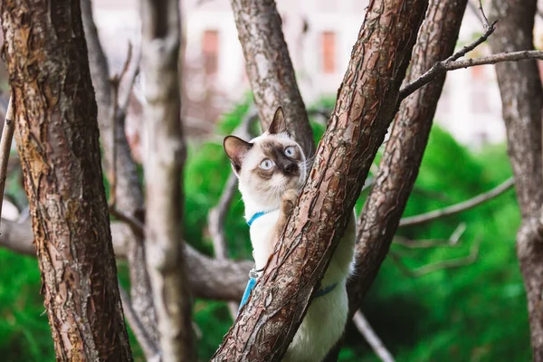 Katze klettert Baum. Katze jagt auf Baum. entzückendes Katzenporträt bleibt auf Ast. reinrassige Kurzhaarkatze ohne Schwanz. Mekong-Bobtail auf einem Baum sitzend. Katze Tier Henker auf Ast in natürlichen Bedingungen — Stockfoto