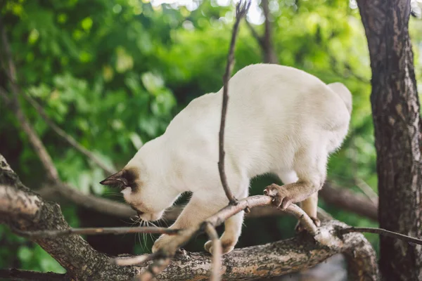 Katze klettert Baum. Katze jagt auf Baum. entzückendes Katzenporträt bleibt auf Ast. reinrassige Kurzhaarkatze ohne Schwanz. Mekong-Bobtail auf einem Baum sitzend. Katze Tier Henker auf Ast in natürlichen Bedingungen — Stockfoto