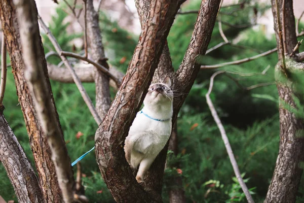 Pisica alpinism copac. pisica vânează în copac. Portretul adorabil al pisicii rămâne pe ramura copacului. pisică de rasă scurtă fără coadă. Mekong Bobtail stând pe copac. Pisica de animale hencat pe ramură în condiții naturale — Fotografie, imagine de stoc