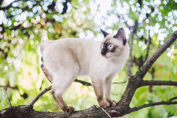 Árvore de escalada. O gato caça na árvore. retrato adorável gato ficar no galho da árvore. puro gato shorthair sem cauda. Mekong Bobtail sentado na árvore. Gato animal hencat no ramo em condições naturais — Fotografia de Stock