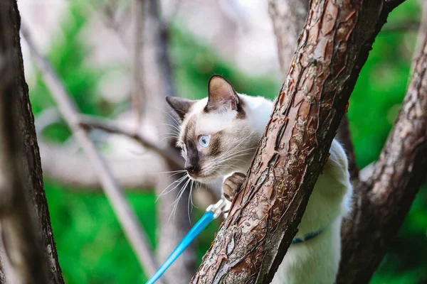 Katze klettert Baum. Katze jagt auf Baum. entzückendes Katzenporträt bleibt auf Ast. reinrassige Kurzhaarkatze ohne Schwanz. Mekong-Bobtail auf einem Baum sitzend. Katze Tier Henker auf Ast in natürlichen Bedingungen — Stockfoto