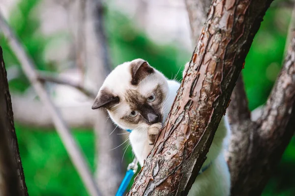 Kattenklimboom. kat jaagt op boom. schattige kat portret verblijf op boom tak. volbloed steno kat zonder staart. Mekong Bobtail zit op de boom. Kattendier hencat op tak in natuurlijke omstandigheden — Stockfoto