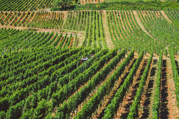 The theme of agrarian and winemaking in Europe. A red tractor processes a grape field on a sunny day on a mountainside. Organic wine production, modern farming in western Europe