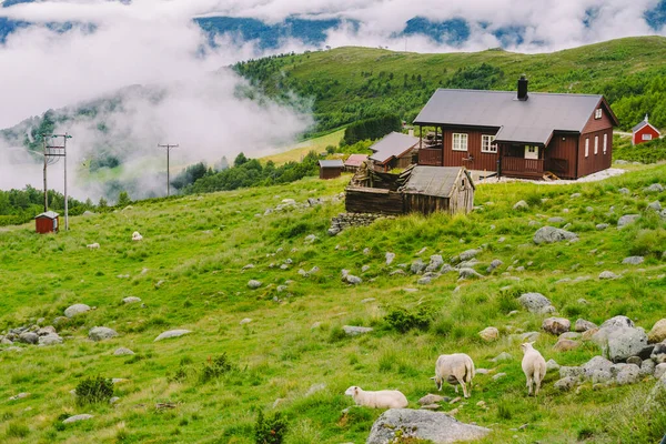 Norská krajina s typickými skandinávské střešní domy a ovce pasoucí se v údolí. Idylická krajina ovčí farma v Norsku. pohled venkovské krajiny statky plošina na horských pastvinách — Stock fotografie