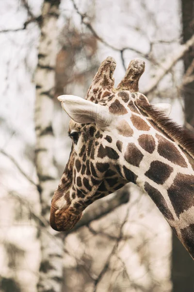 Retrato de un joven varón jirafa reticulada, Giraffa camelopardalis reticulata. Retrato de cerca de la jirafa Masai. Cabeza de jirafa detalle —  Fotos de Stock